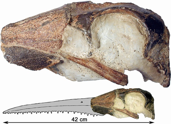 Dasornis Emuinus : Prehistoric Goose Was The Size Of A Small Plane And Had Bony Teeth